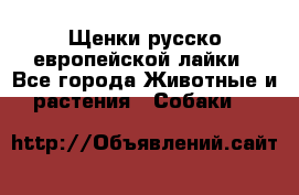Щенки русско европейской лайки - Все города Животные и растения » Собаки   